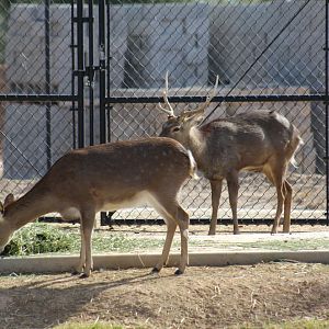 Sika Deer