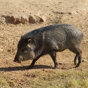 Collared Peccary