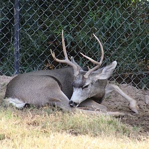 Mule Deer