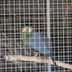 White-Cheeked Turaco