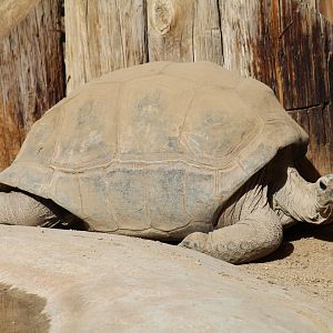 Aldabra Giant Tortoise