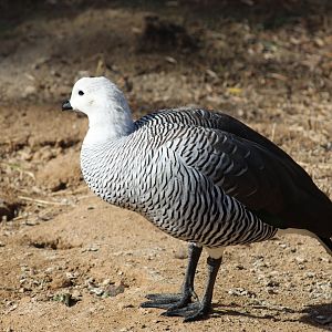 Lesser Magellan Goose