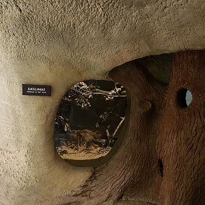 Enclosure Garden dormouse