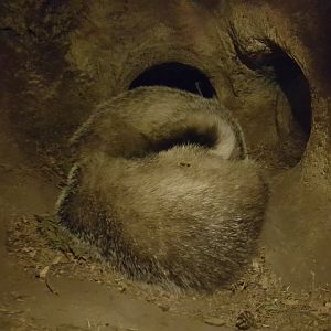 Sleeping European badgars
