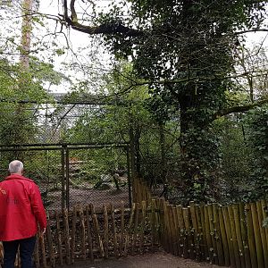 Amur tiger-enclosure