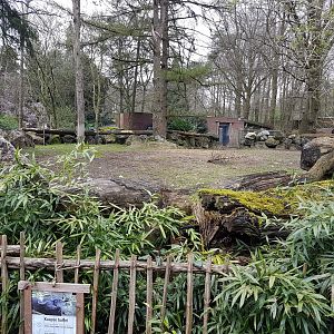 Cape buffalo-outdoor enclosure