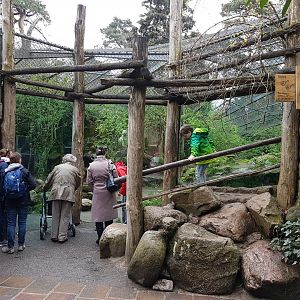 Viewing-window White tiger-enclosure