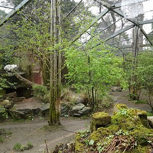 White tiger-enclosure