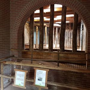 Indoor-enclosure Cape buffalo