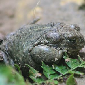 Natterjack toad