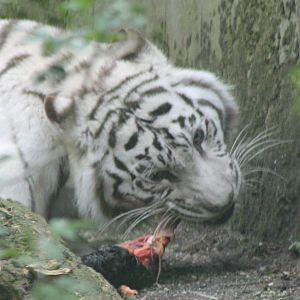 White tiger