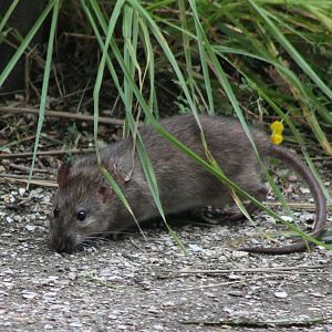 Brown rat