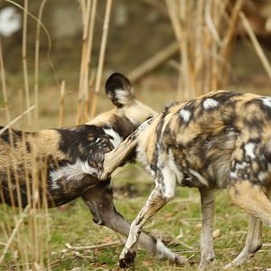 African painted dog (Lycaon pictus)