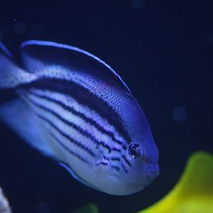 Genicanthus sp., lamarck?