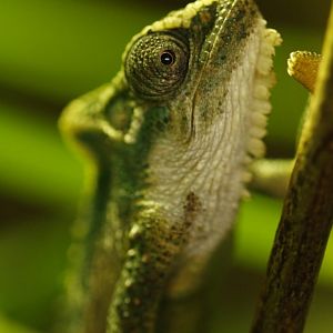 Natal Midlands dwarf chameleon (Bradypodion thamnobates)