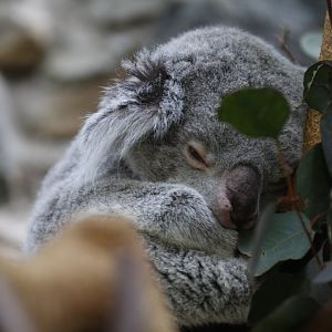 Koala (Phascolarctos cinereus)