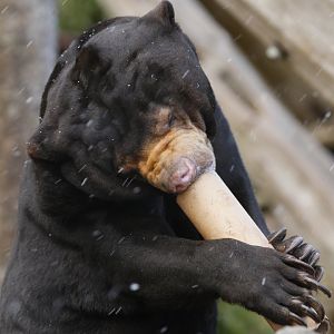 Sun bear (Helarctos malayanus) playing a tuba