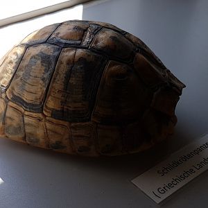 Remains Hermann's tortoise