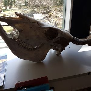 Bovid skull
