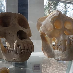 Ape-skulls
