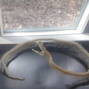 Snake-skeleton
