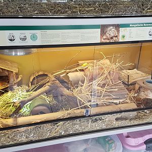 Enclosure Mongolian gerbil