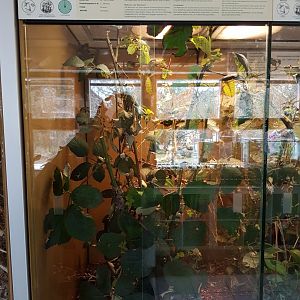 Enclosure Leaf-insect