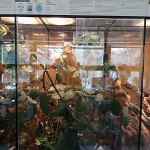 Enclosure Stick-insect