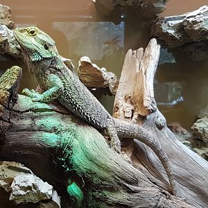 Bearded dragon