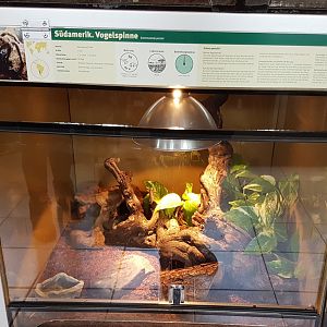 Enclosure Tarantula