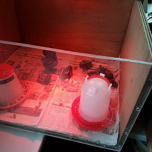 Freshly hatched chickens