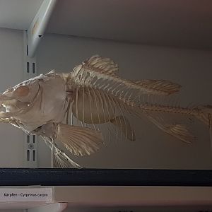 Skeleton Carp