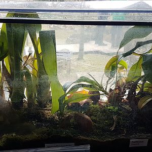 Insect-eating plants