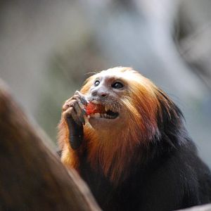 Golden Lion-Headed Tamarin