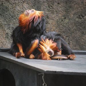 Golden Lion-Headed Tamarin