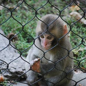 Japanese Macaque