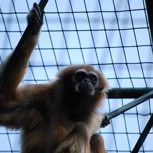 White-Handed Gibbon
