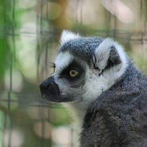 Ring-tail Lemur