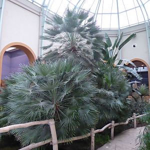 Giraffe House indoors 290118