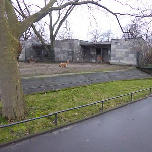 Vicuna enclosure 290118