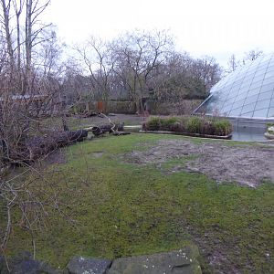 Nyala enclosure behind Hippopotamus exhibit 290118