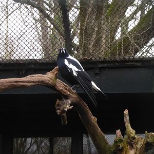 White-backed magpie 290118