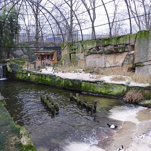 Seabird Aviary 290118