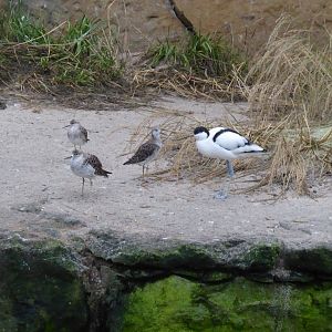Pied avocet and Ruffs 290118