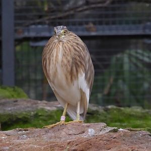 Indian pond heron 290118