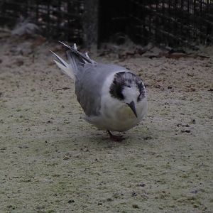Common tern 290118