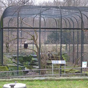 Bald eagle aviary 290118