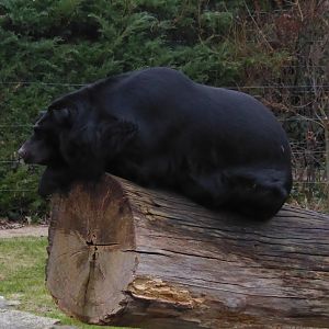 Asiatic black bear 290118