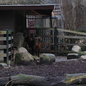 Red forest buffalo 290118