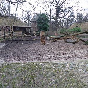 Red forest buffalo enclosure 290118